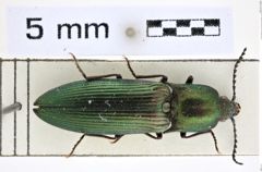 Ctenicera doderoi (Binaghi, 1940)